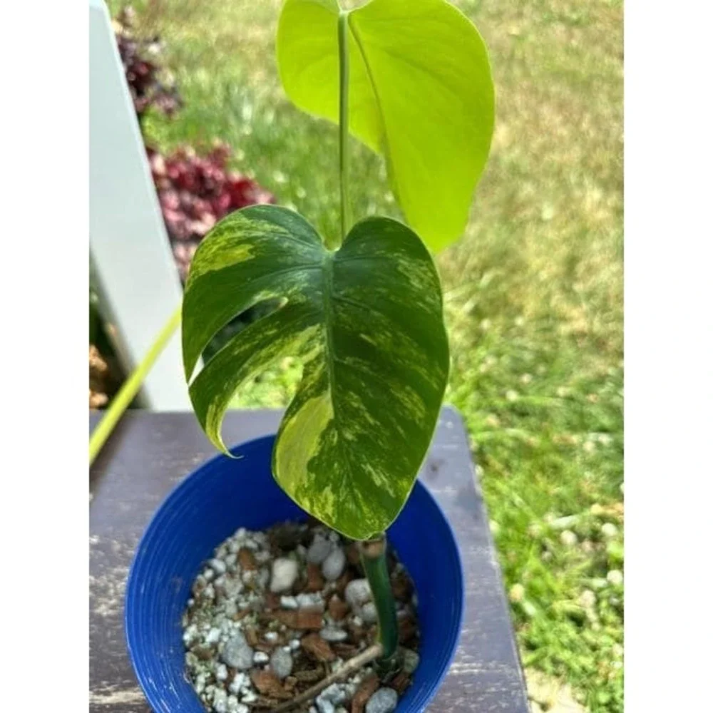 Monstera Aurea Variegated – Exact Live Rooted Plant - US Seller - A3